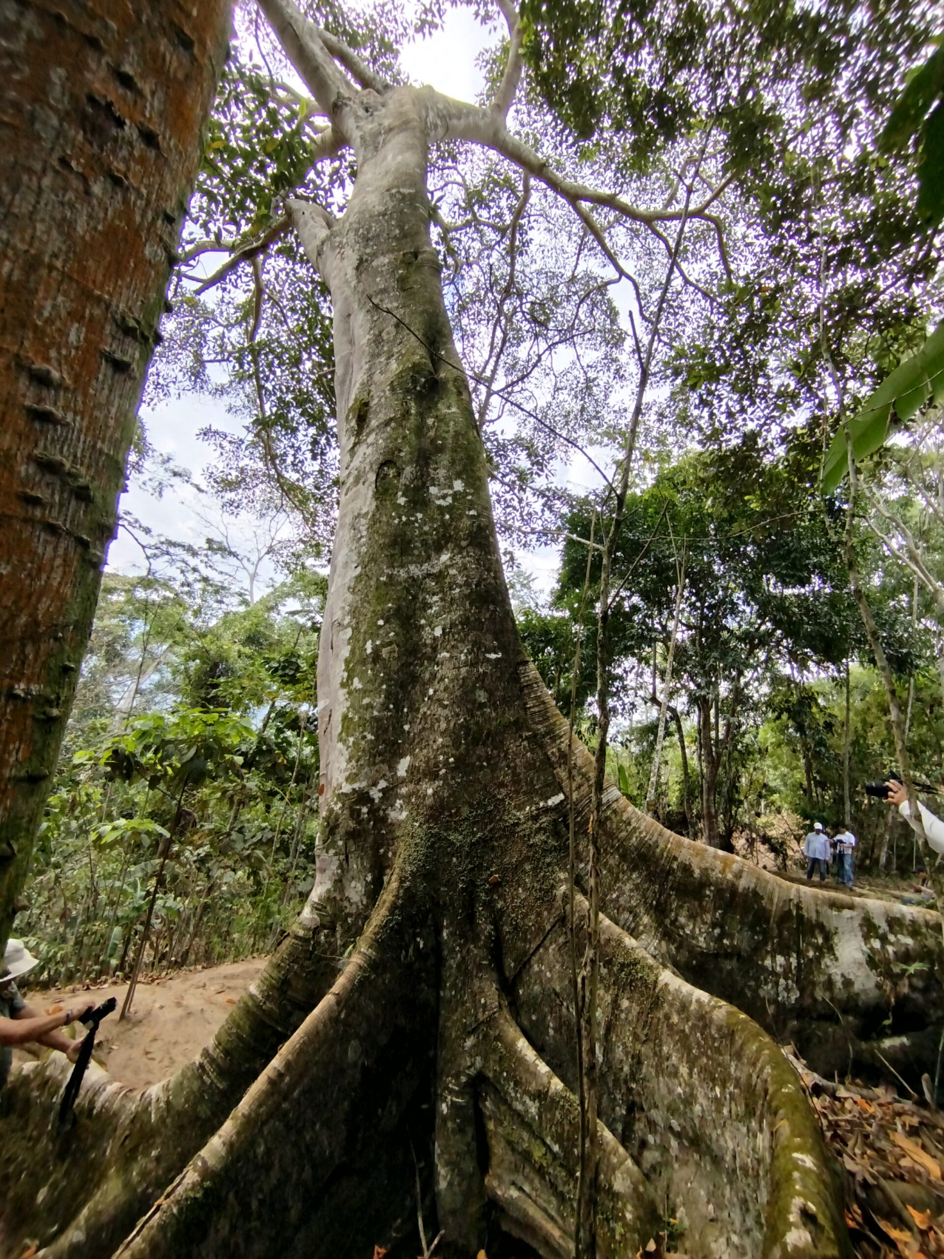 Árbol de Ojé