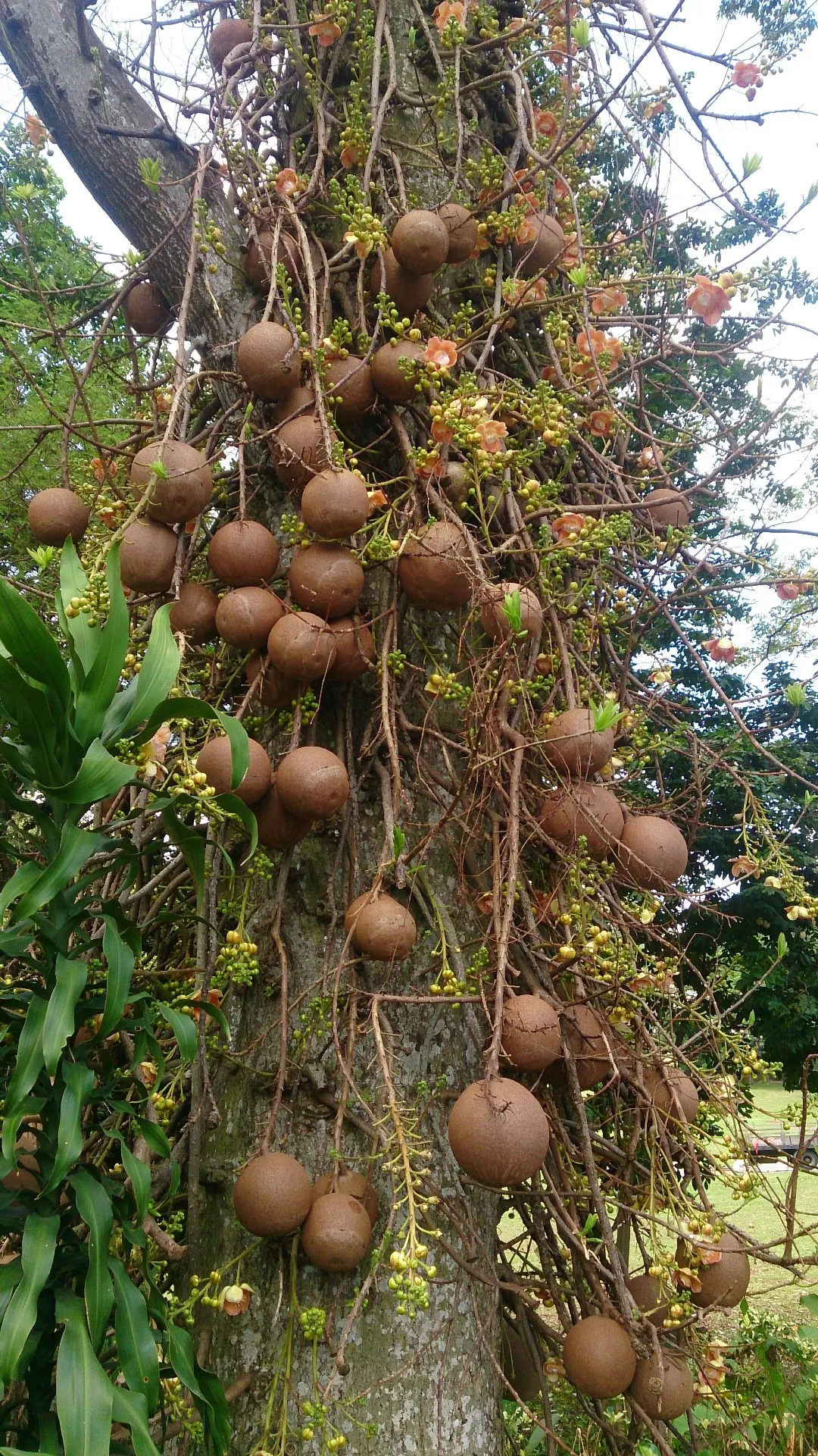 Ayahuma
