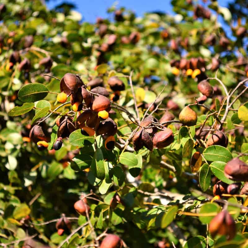 Copaiba
