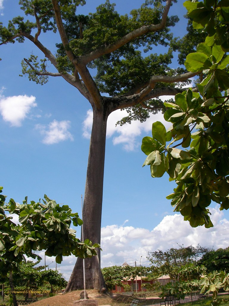 Lupuna Blanca
