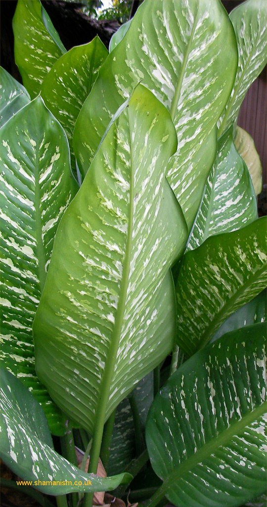Patiquina