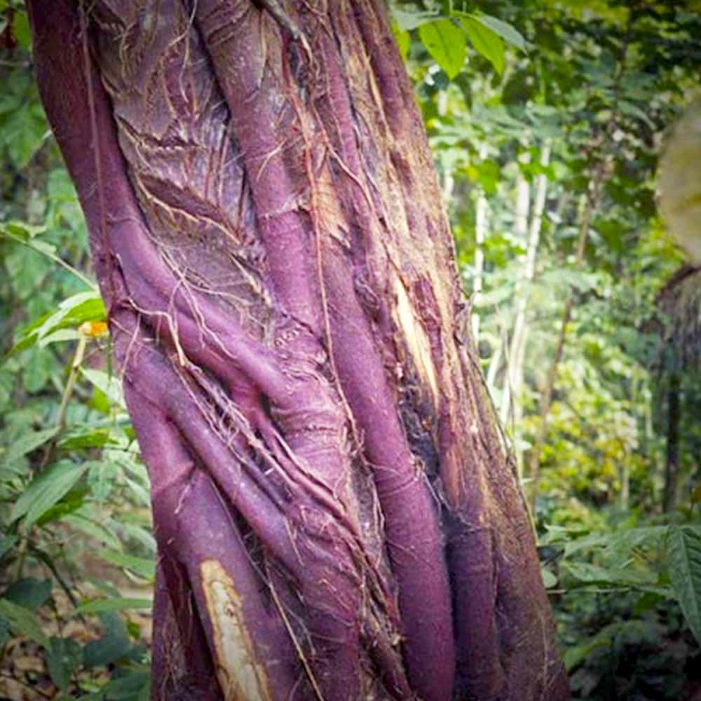Renaquilla