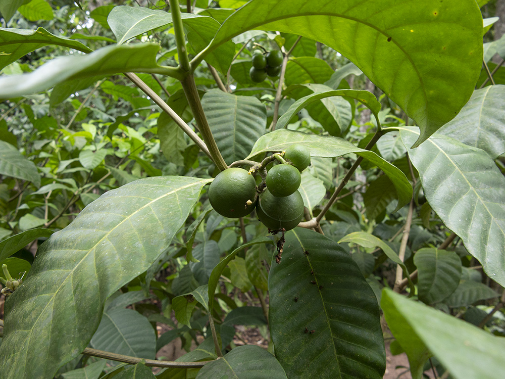 Uchu Sanango