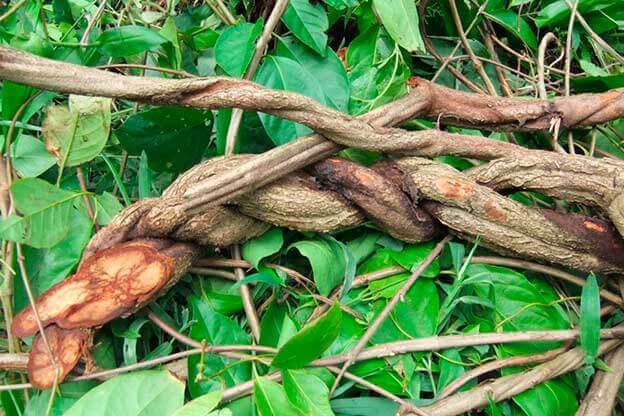 Ayahuasca