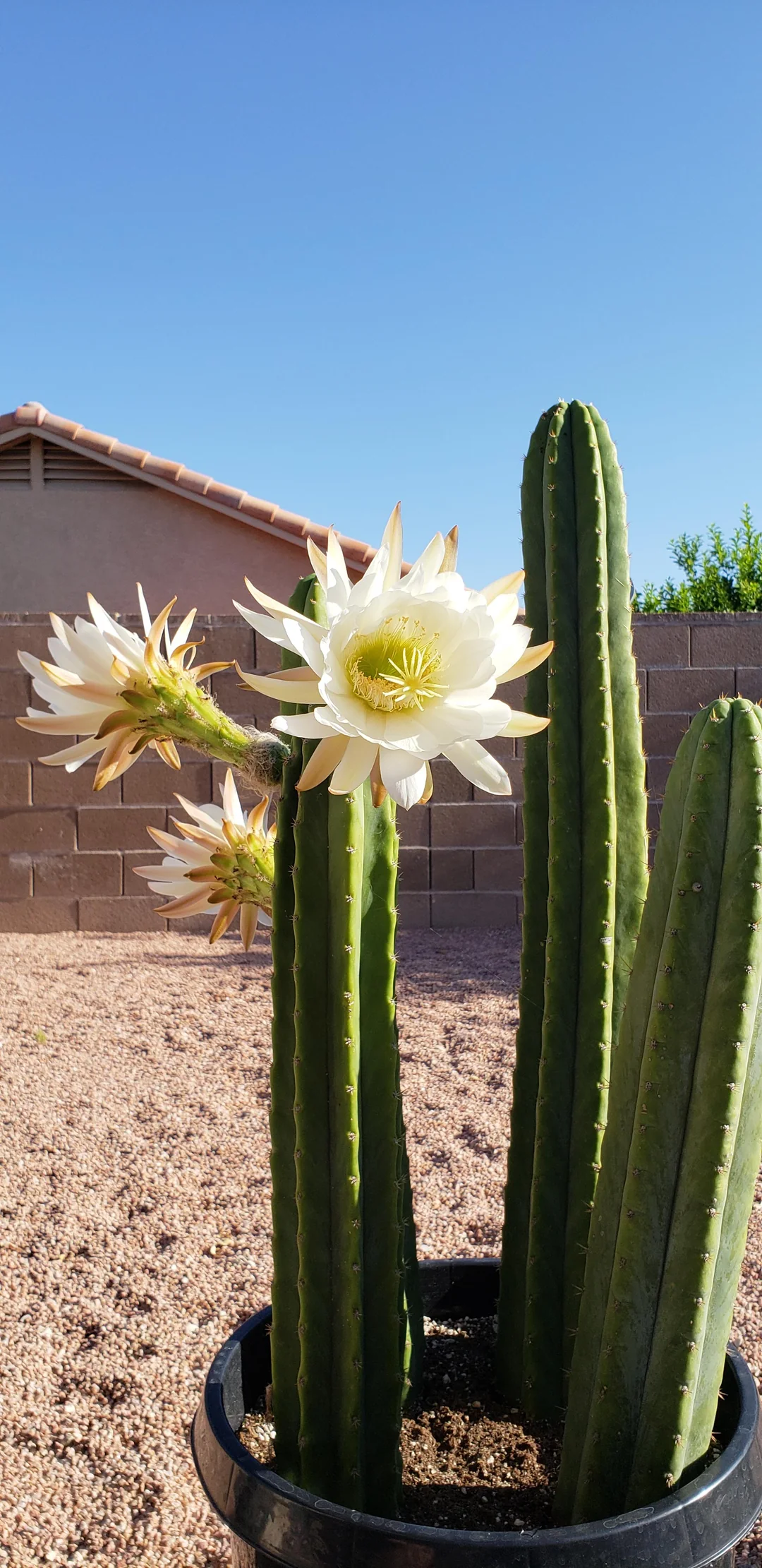 San Pedro