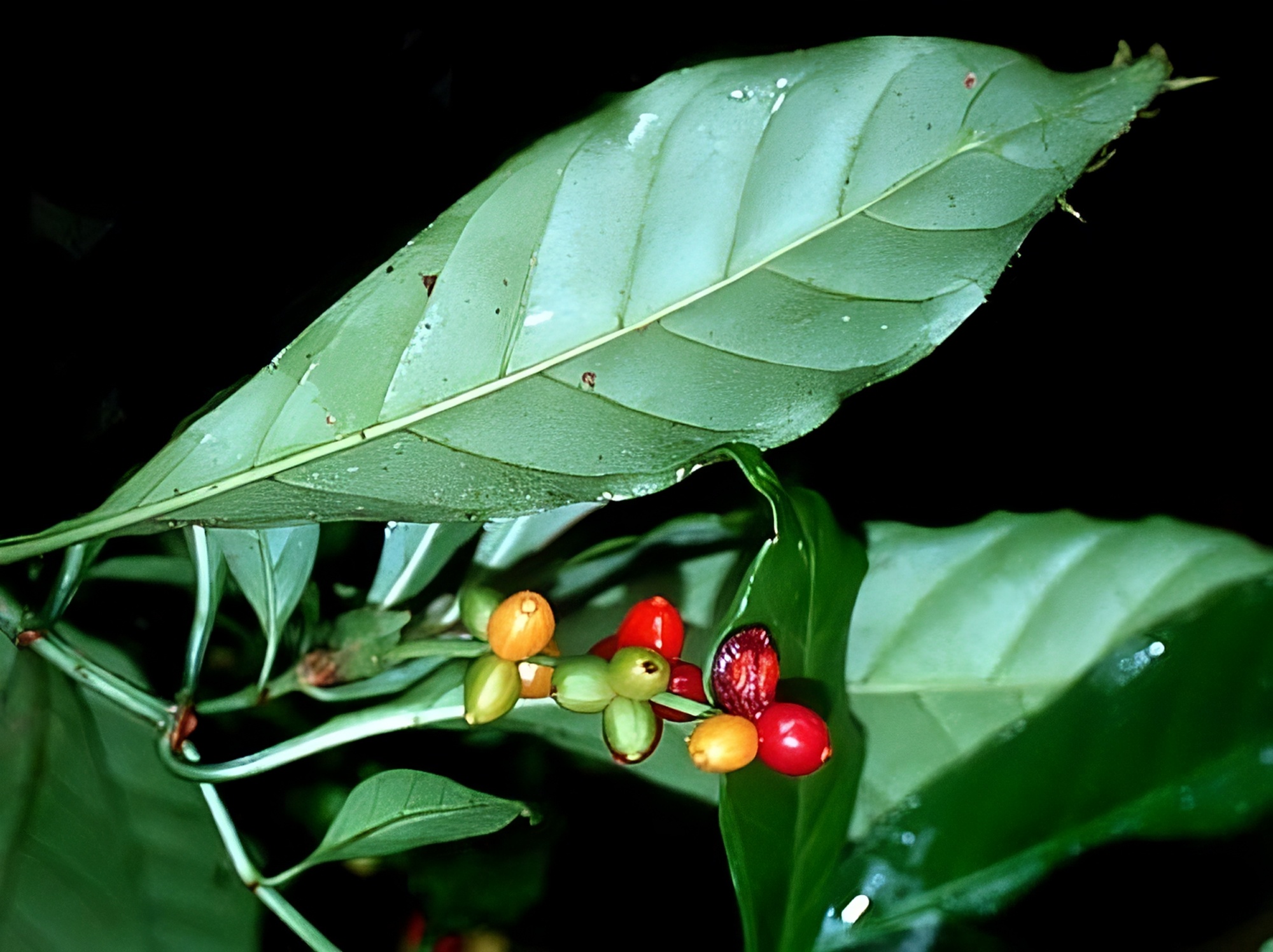 Chacruna